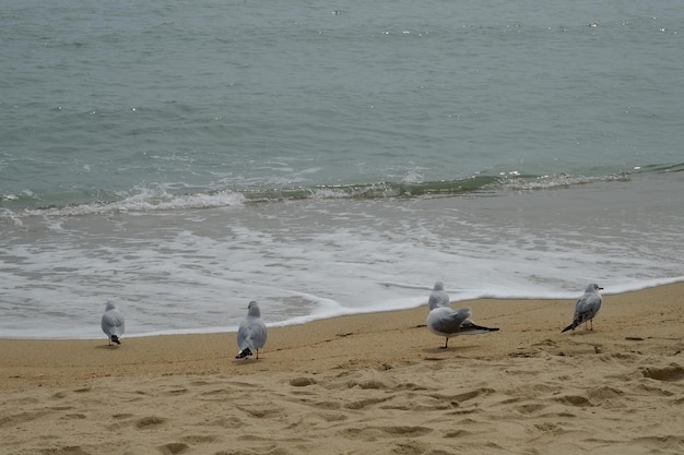 Famous haeundae beach in busan south korea