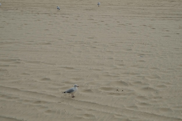 Famosa spiaggia di haeundae a busan corea del sud