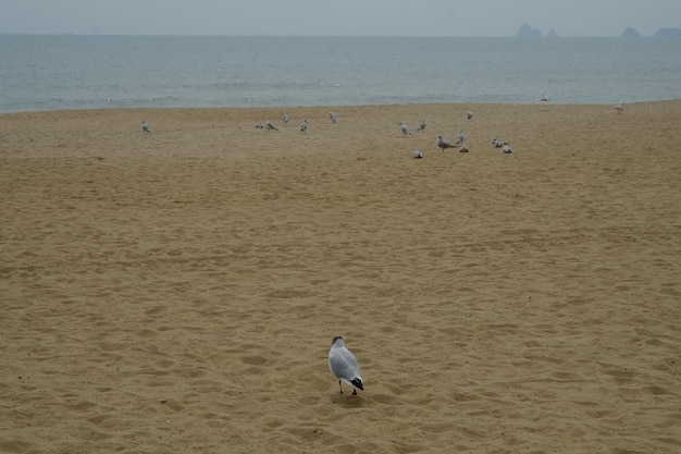 Famous haeundae beach in busan south korea