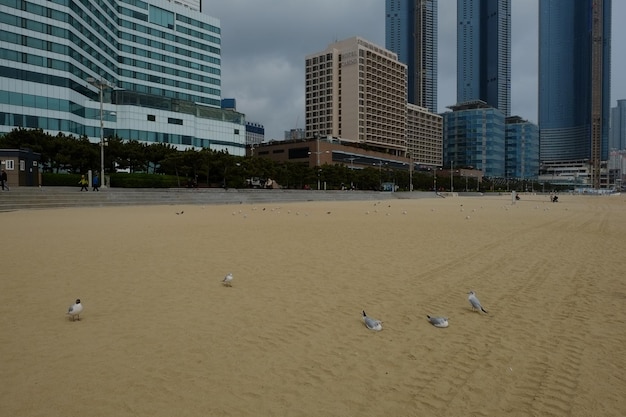 Famous haeundae beach in busan south korea