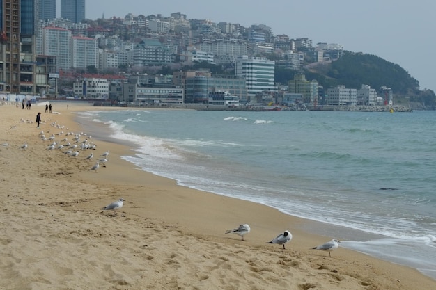 Famous haeundae beach in busan south korea