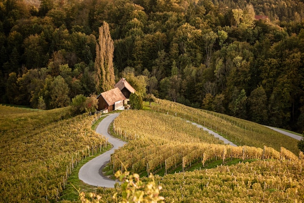 Famous Heart shaped wine road in Slovenia view from Spicnik near Maribor Natural landscape agricultural background