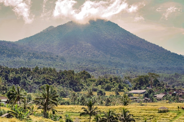 Famose terrazze di riso jatiluwih a bali tabanan indonesia