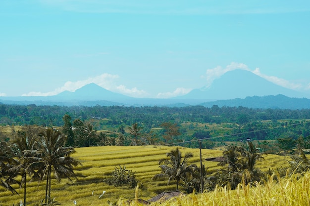 Foto famose terrazze di riso jatiluwih a bali tabanan indonesia