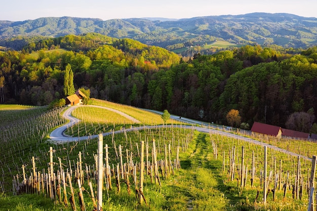 スロベニアのブドウ園の間で有名なスロベニアとオーストリアのハート型のワインの道。スロベニアのマリボル近郊の風光明媚な風景と自然。緑の丘でのユニークな観光。
