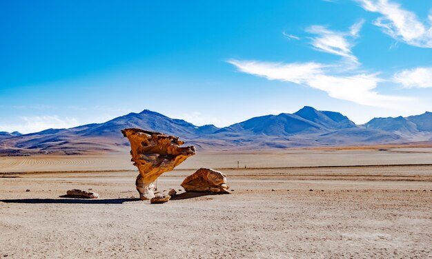 Famous stone tree landmark in mountain bolivian desert