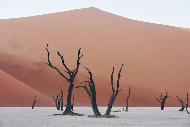 枯れ木がある有名な観光地 アフリカの砂漠の素晴らしい風景の雄大な眺め