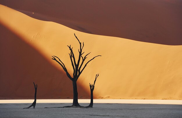 枯れ木がある有名な観光地 アフリカの砂漠の素晴らしい風景の雄大な景色