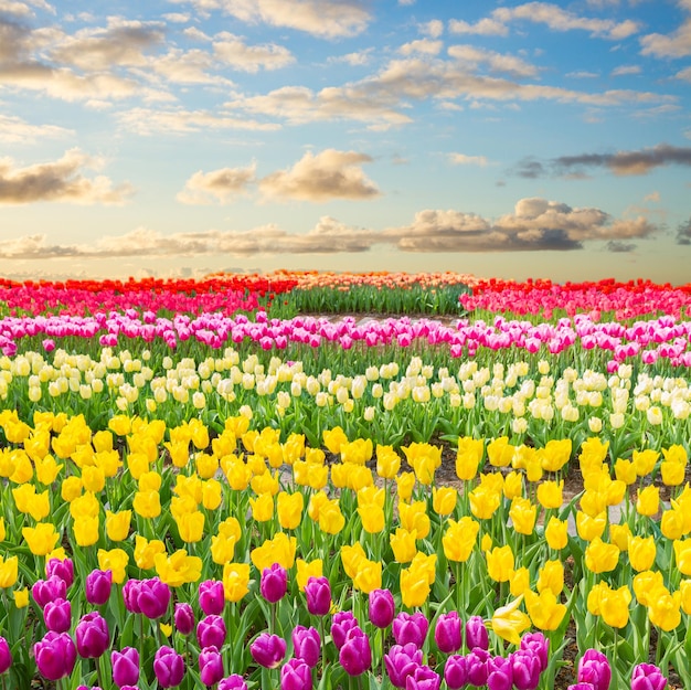 Famouse dutch multicolored tulip field with stripes in sunny day with blue sky