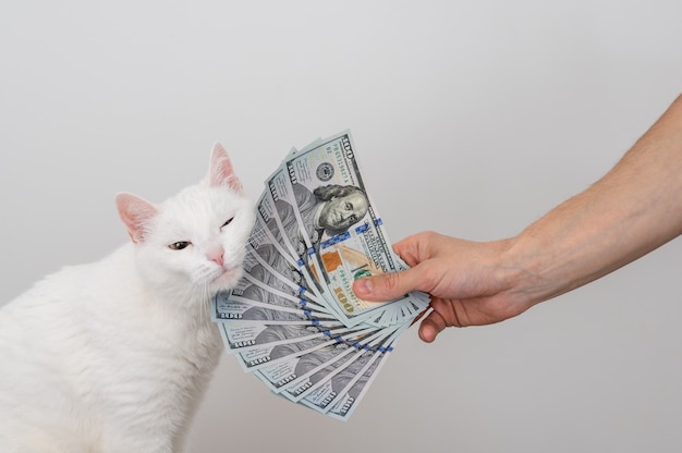 A fan of dollars in a mans hand, a lot of money and white cat