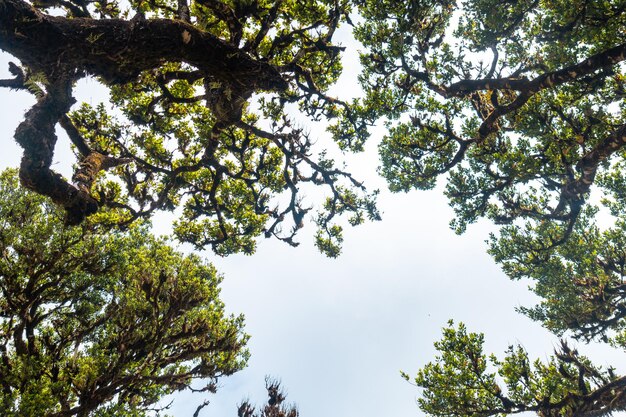 Fanal-bos in de baby-laurierbomen van Madeira in de zomer van onderaf gezien