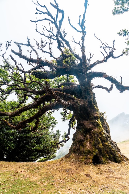 Fanal bos in Madeira oude laurierbomen verticale foto