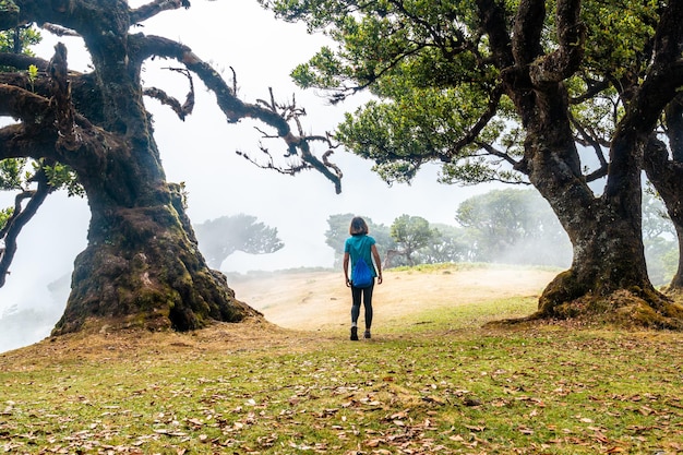 Fanal bos met mist in madeira jonge man wandelen naast laurierbomen in de ochtend mystieke mysterieuze