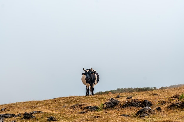 Fanal bos met mist in Madeira oude laurierbomen een koe in het landschap