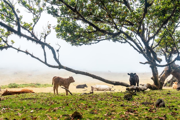 Fanal bos met mist in Madeira oude laurierbomen kalveren onder een boom