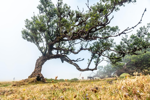 Fanal bos met mist in Madeira vormen van laurierbomen in de zomerochtend mystiek mysterieus