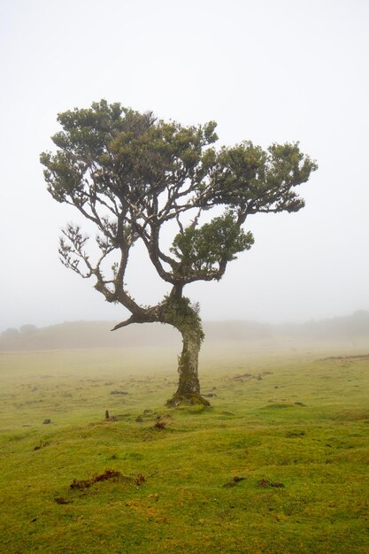 Fanal-bos op Madeira