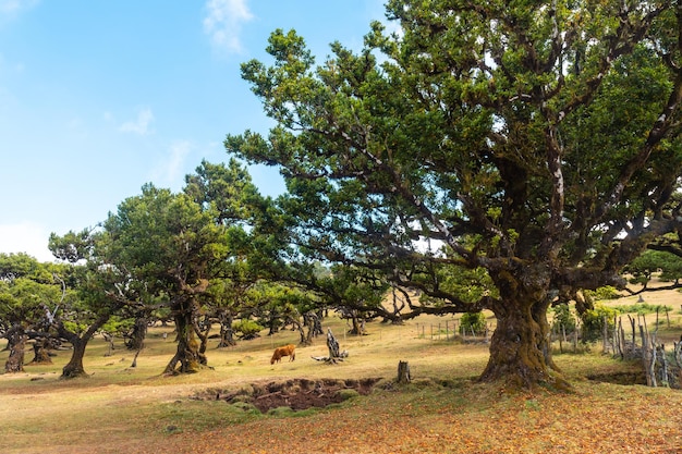 Fanal forest Madeira oude laurierbomen koeien eten tussen de bomen Portugal