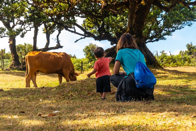 Fanal forest Madeira thousandyearold laurel trees a mother and her son next to a cow playing