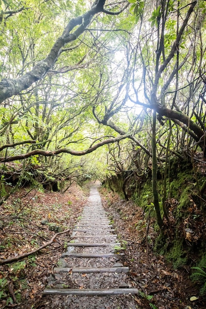 Fanal forest in Madeira