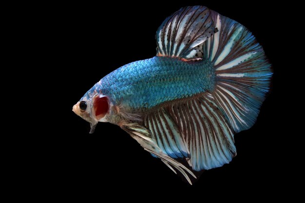 黒の背景に派手な青い巨大な betta の魚