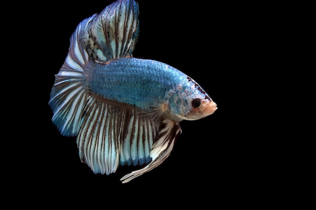 Fancy blue giant betta fish on black background