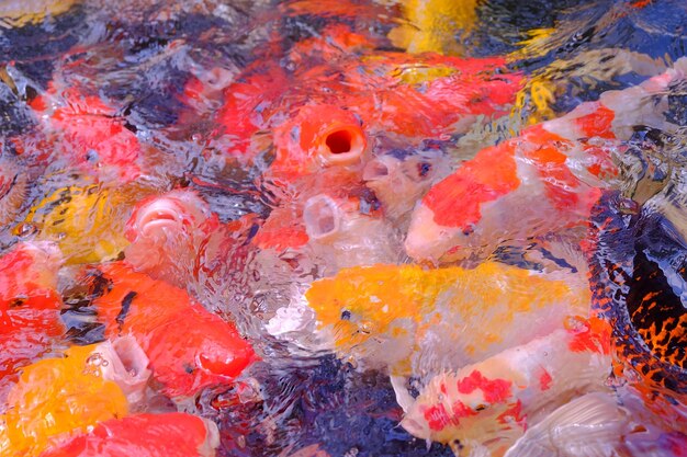 Fancy carp fish in pool