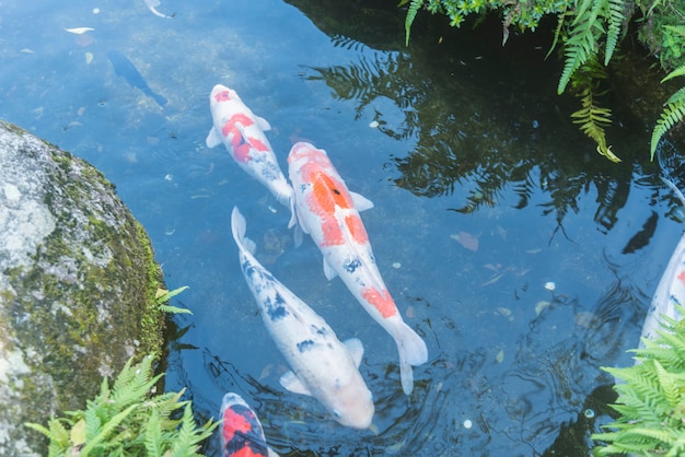 Fancy carp in Japan