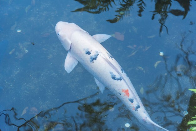 Fancy carp in Japan