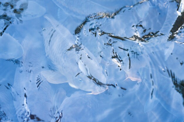 Fancy Carp in watermeer