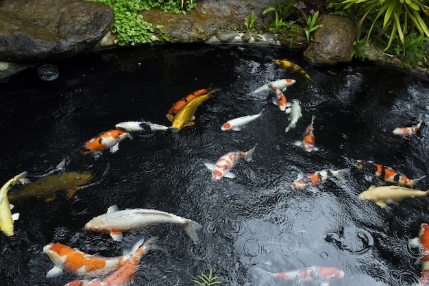 写真 素晴らしい鯉や鯉の魚が水の庭で池の中を泳ぎます