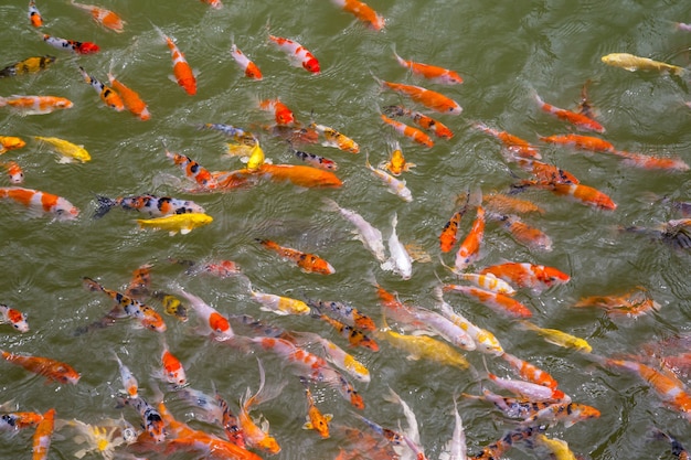 Fancy carp swimming in pond,Colorful koi fish.