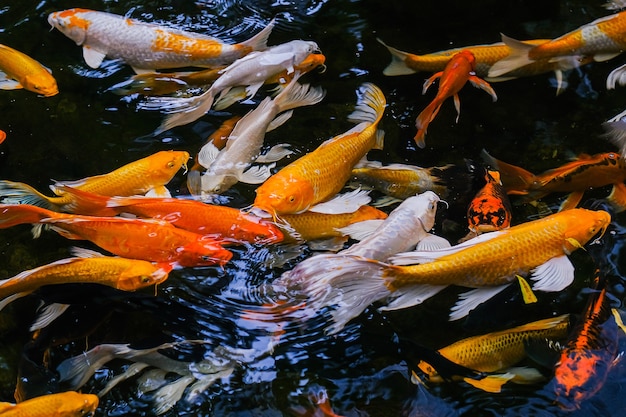 Fancy Carp swimming in the pond, Fancy Carp are golden