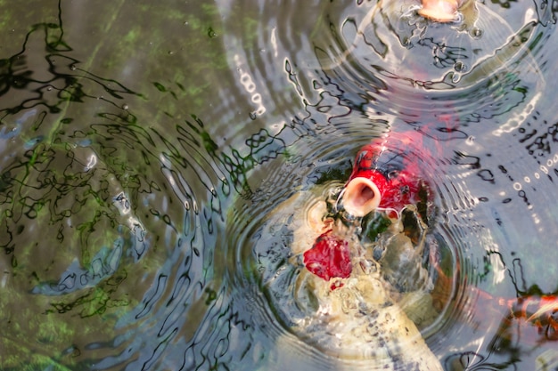 写真 空想の鯉魚や鯉の魚が泳いで池で食べ物を待っている