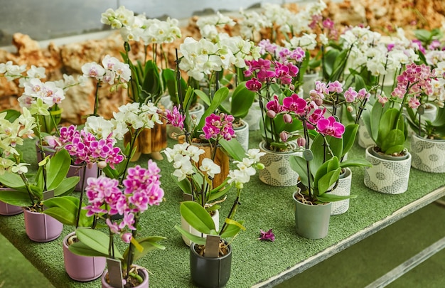 Fancy colored orchids blooming in pots in the park