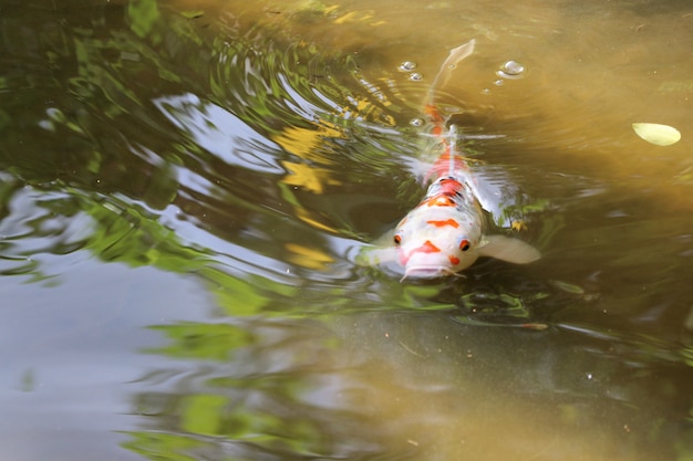 自然の池で泳ぎ、リラックスしてくれる素晴らしいくその魚