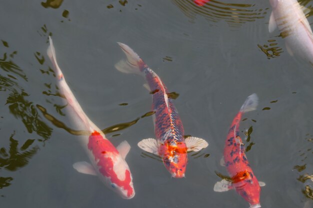 Photo fancy craps fish swimming group in surface pond relaxation in the garden