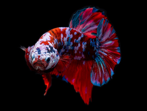 Fancy koi galaxy betta fish.