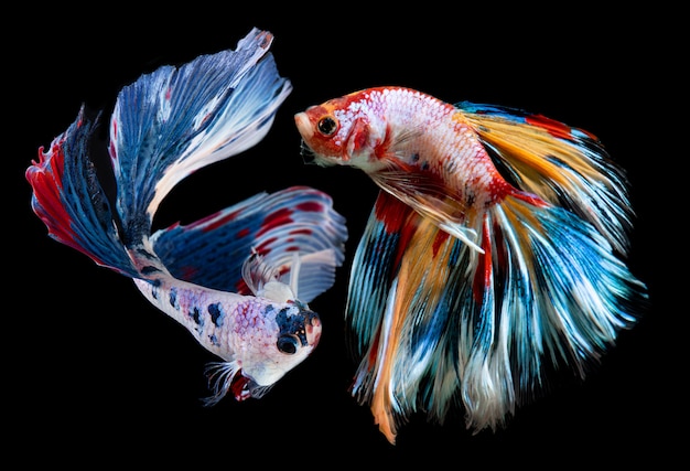 Fancy nemo betta or Siamese fighting fish.