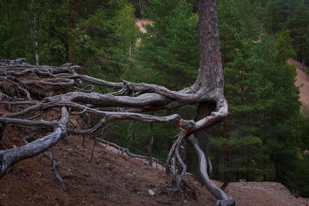 Fancy pine roots on sand dunes in forest