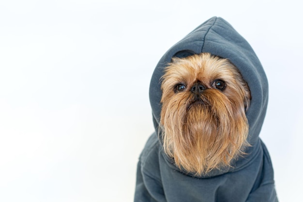 Fancy red dog with a beard of the brussels griffon breed in a
gray hoodie isolated on white