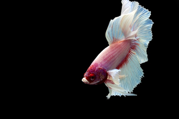 Fancy rose tail halve maan betta vis op zwart