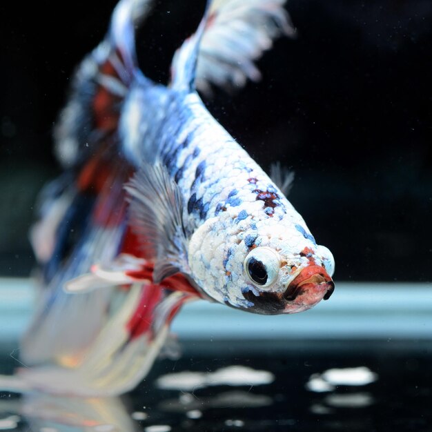 Photo fancy siamese fighting fish or halfmoon is a beautiful fish that is popular for foreigners