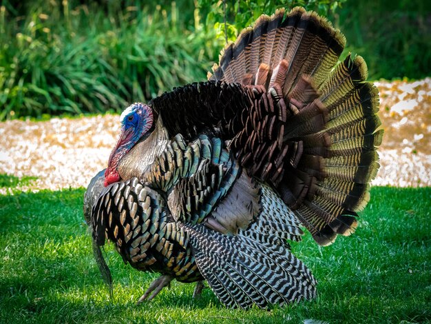 Photo fanned out turkey on field