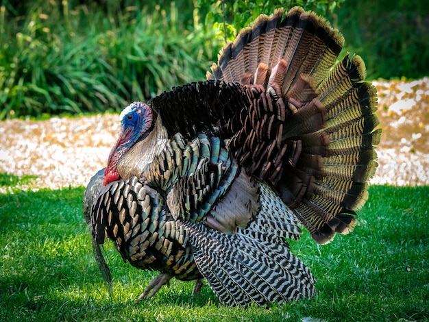 Photo fanned out turkey on field