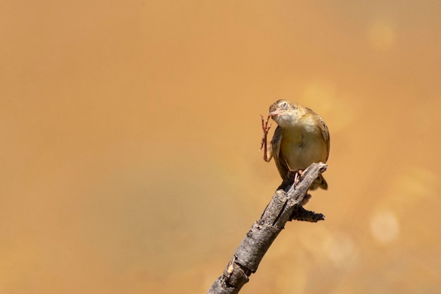 Fantailed warbler Cisticola juncidis Malaga Spain