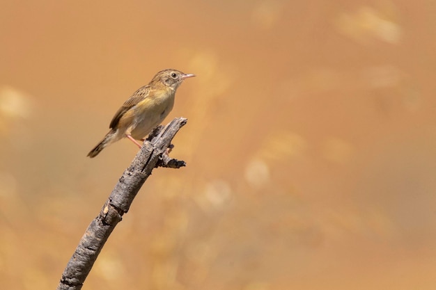 Fantailed warbler Cisticola juncidis Malaga Spain