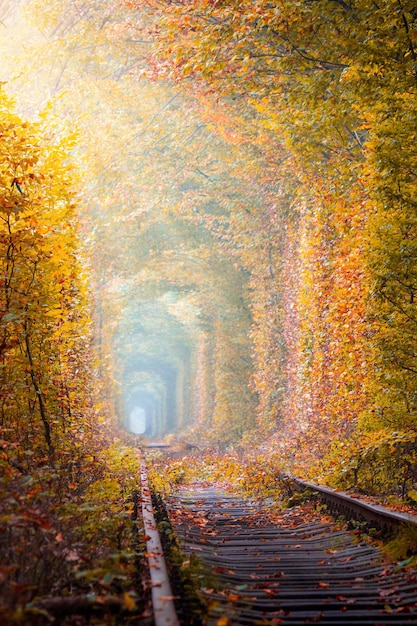 Fantastic autumn trees tunnel with old railway tunnel of love\
natural tunnel of love formed by trees ukraine