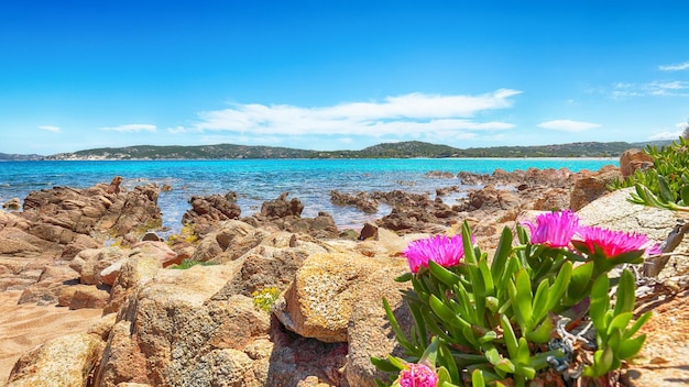 Fantastic azure water with rocks and lots of flowers at Doctors beach