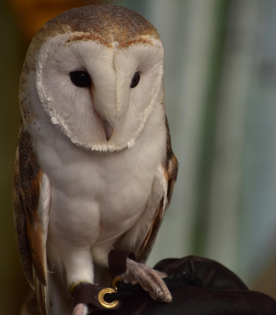 Fantastico sguardo ravvicinato sul volto di un barbagianni